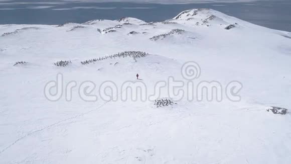 南极洲景观阿德利企鹅鸟瞰视频的预览图