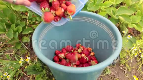 女农场主把草莓倒进水桶里视频的预览图