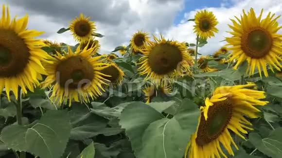 太阳花淘洗相机视频的预览图