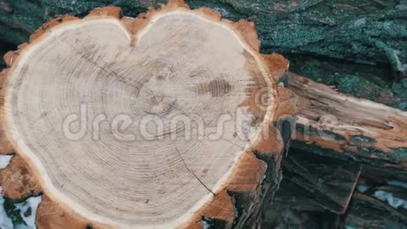 一种有趣的奇怪形状的树干的心脏形状两棵倒下的树干躺在背景上视频的预览图