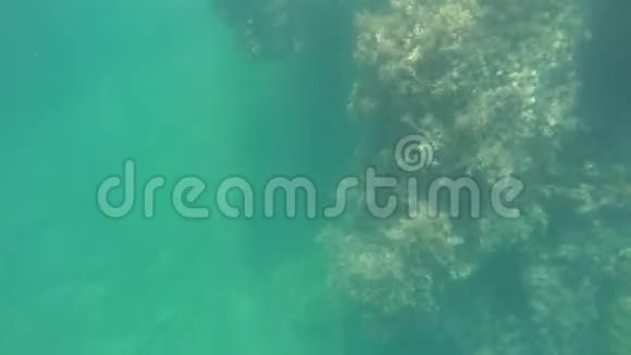 水肺潜水在过度生长的岩石上视频的预览图
