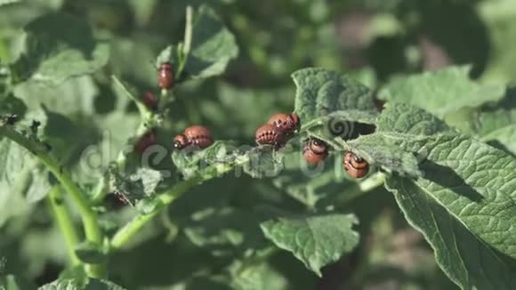 科罗拉多马铃薯甲虫吃一片马铃薯植物的叶子视频的预览图