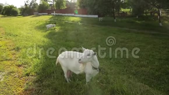 一只可爱的白山羊在乡下吃草看着相机视频的预览图