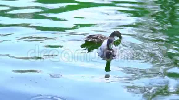 两只野鸭在池塘里游泳动作慢视频的预览图