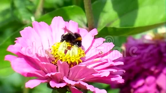 花和大黄蜂视频的预览图