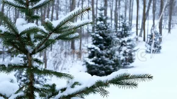云杉常绿树在冬季降雪时树枝上有雪户外圣诞场景视频的预览图