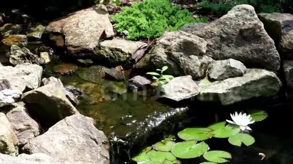 花园池塘有水花美丽的池塘在后院被石头包围视频的预览图