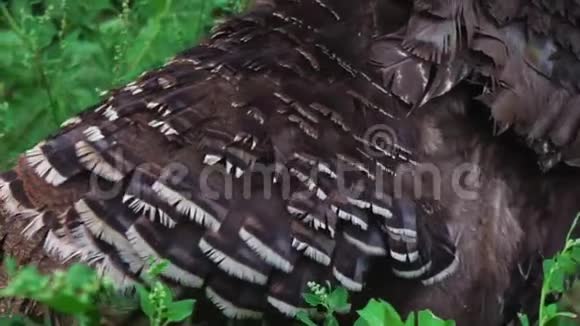年轻的黑色火鸡在绿草中一只爪子上跳跃受伤的火鸡活得漂亮的火鸡土耳其度假视频的预览图