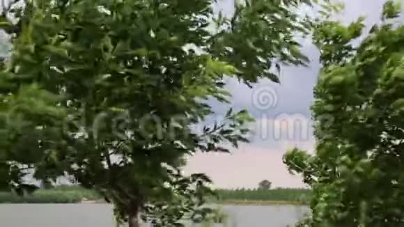 大风吹树视频的预览图