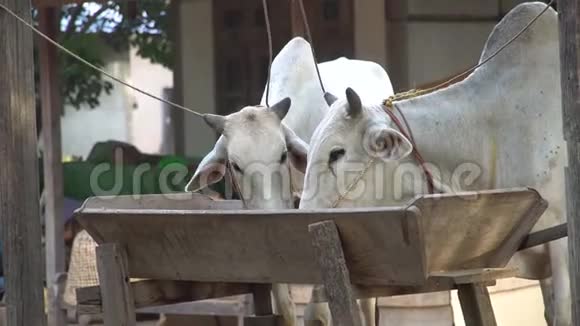 国内牛吃食物视频的预览图
