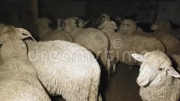 夏天山羊和羊在东部的一个村庄里过夜视频的预览图