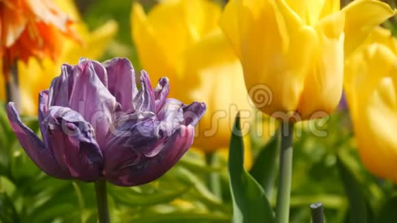 深紫色和黄色郁金香花在春天的花园里盛开装饰的郁金香花在视频的预览图
