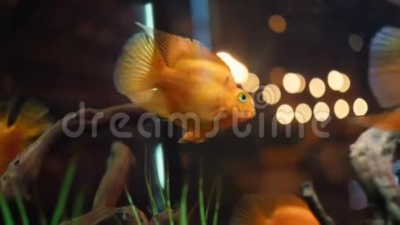 观赏漂浮在水族馆中的奇异黑白和金色鱼类观赏绿藻和小木障碍视频的预览图