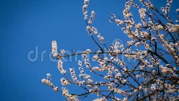 天空背景树上的杏花视频的预览图