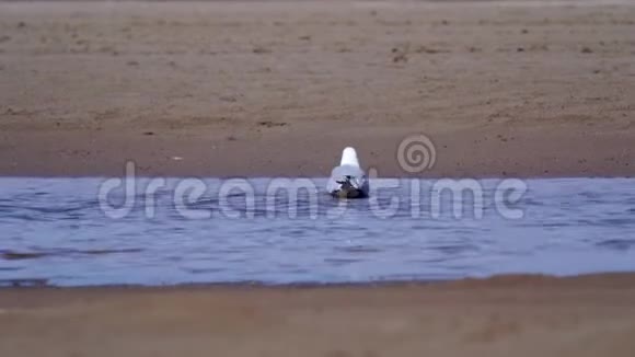 鸟鸥在沙岸的浅水中行走寻找幼虫和蠕虫并吃掉它们视频的预览图