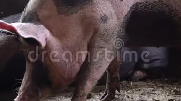 一只大猪穿过猪圈看着镜头走近它视频的预览图