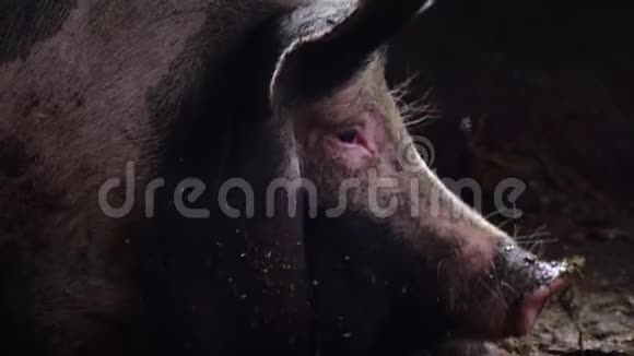 猪躺在猪圈的地板上摇头一只大猪追逐苍蝇视频的预览图