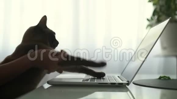 小女孩做家猫手提电脑搞笑游戏视频的预览图