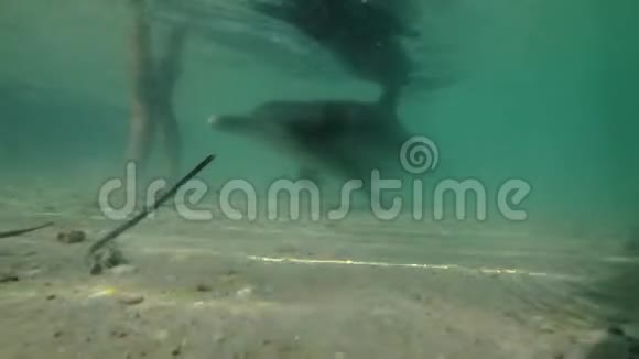 海豚在水下与一名男子腿射击视频的预览图