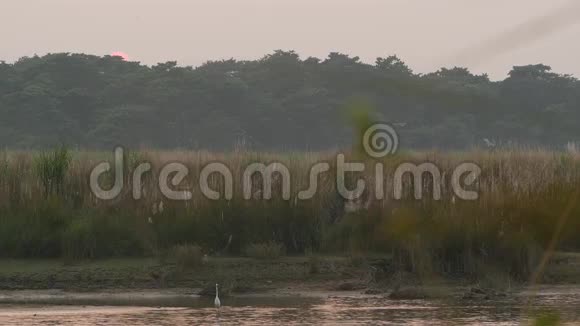 夏天在宁静的河流上日落阳光在平静的水面上反射着绿色的海岸尼泊尔奇旺国家野生动物园视频的预览图