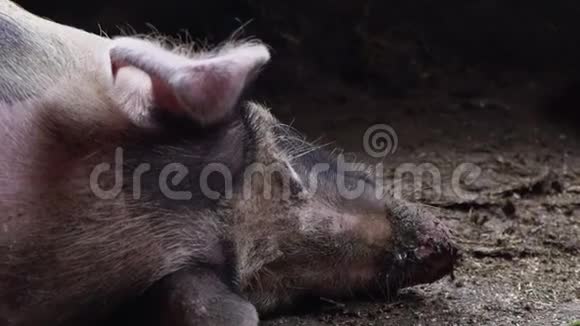 猪圈里的大猪斑斑的猪躺在猪圈里的污秽中沉睡的猪从头后面看视频的预览图