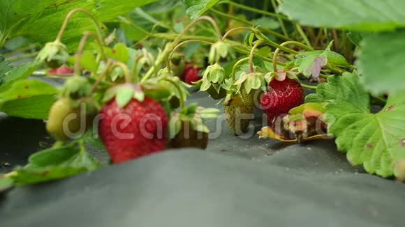 草莓灌木成熟草莓生长在花园的纺粘有选择的焦点视频的预览图