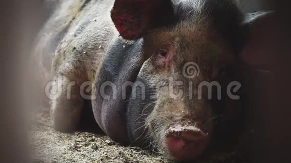 猪圈里的大猪从地上爬起来开始咀嚼视频的预览图