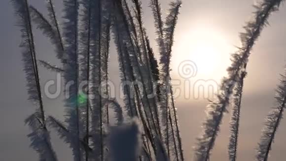 冬天干草被白霜覆盖特写镜头日出在冬天的森林里视频的预览图