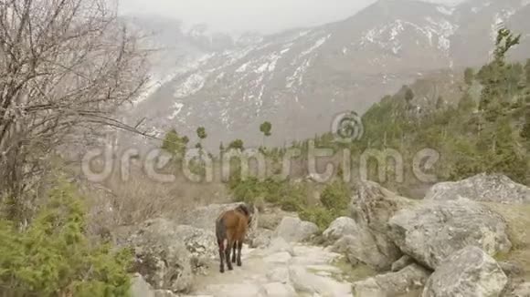 在尼泊尔山区的小径上骑着马马纳斯鲁电路跋涉区视频的预览图