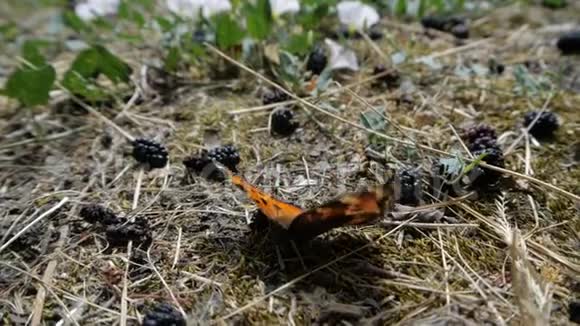 一只橙色的蝴蝶慢悠悠地坐在靠近桑树的地上视频的预览图