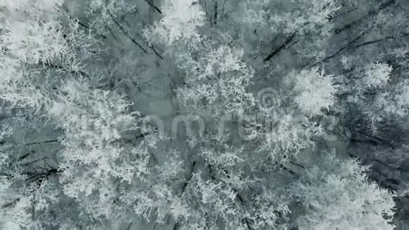 冬天松林被雪覆盖视频的预览图