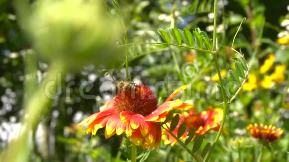 蜜蜂爬在红花上寻找蜂蜜视频的预览图