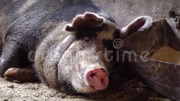 猪打哈欠一只猪躺在靠近槽的地板上张开嘴打哈欠视频的预览图