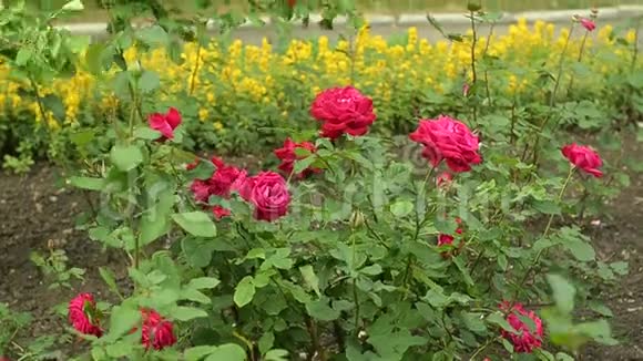 植物园里许多美丽的玫瑰在风中视频的预览图