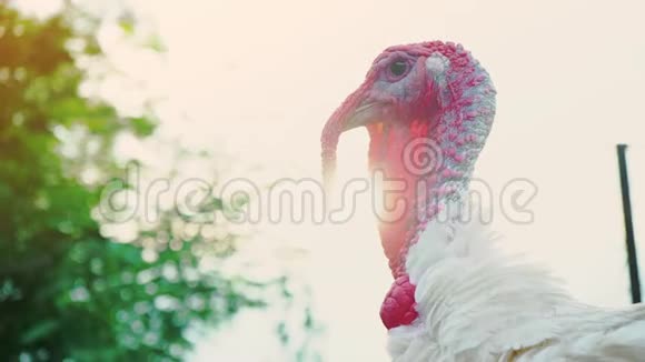 白火鸡发声火鸡发声鸟鸣活得漂亮的火鸡头特写土耳其度假视频的预览图