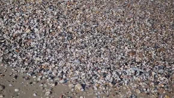 岸上的贝壳海浪覆盖着沙滩上的贝壳海浪溅在贝壳上视频的预览图