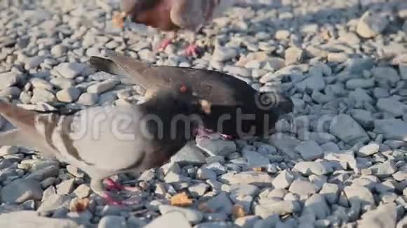 棕色鸽子走在鹅卵石上在小石头中寻找食物在海滩上饿鸟夏日阳光明媚视频的预览图