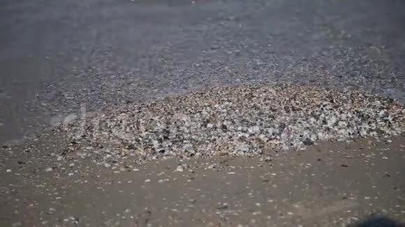 岸上的贝壳海浪覆盖着沙滩上的贝壳海浪溅在贝壳上视频的预览图