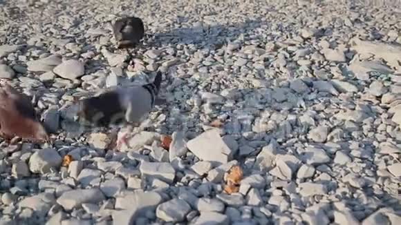 棕色鸽子走在鹅卵石上在小石头中寻找食物在海滩上饿鸟夏日阳光明媚视频的预览图