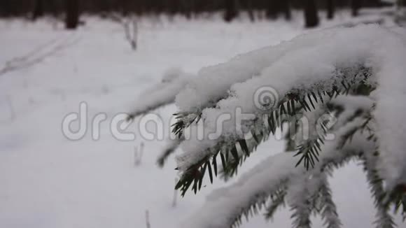 冬林中的杉树枝和滑雪者视频的预览图
