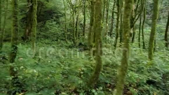 镜头在神秘的绿色森林里移动视频的预览图