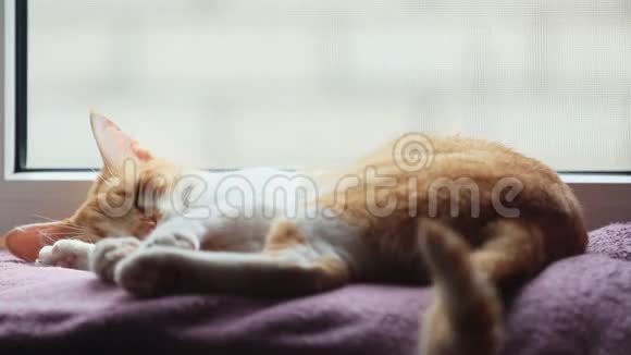 早晨的阳光照在熟睡的红猫身上可爱有趣的红白猫在毯子上特写视频的预览图