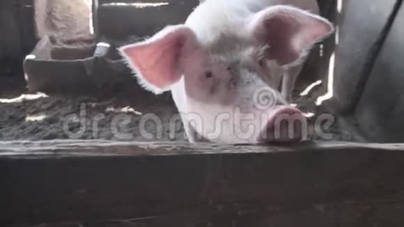 猪看着相机用脏鼻子从一边到另一边开车视频的预览图