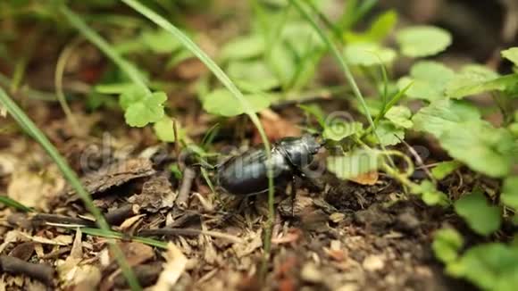 大的黑虫在森林的草地上爬行特写镜头视频的预览图
