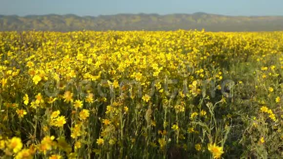 加州超级绽放2019年卡里佐平原美丽的野花视频的预览图