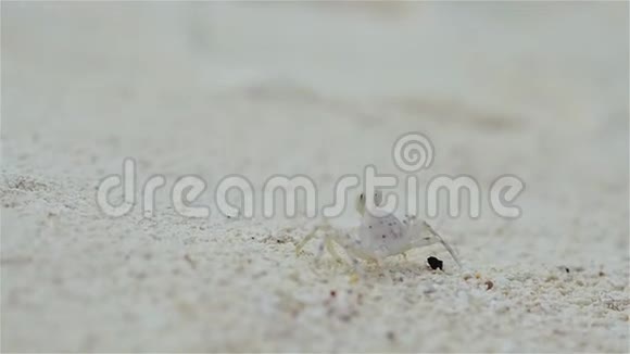 生活在沙滩上的小螃蟹珊瑚礁野生动物白蟹视频的预览图