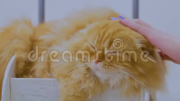 女人抚摸着一只大红猫视频的预览图