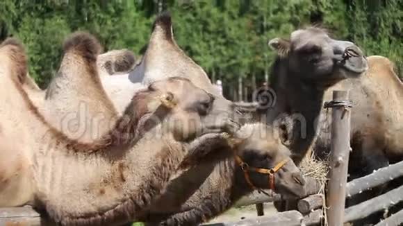 两只骆驼在农场视频的预览图