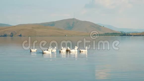 俄罗斯一家鹅和鹅在湖中游泳视频的预览图