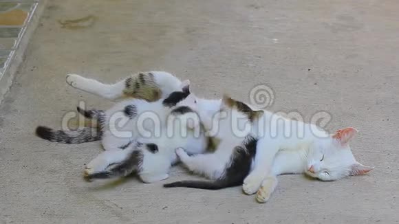 三只小猫在吸吮而白猫却睡在水泥地上视频的预览图